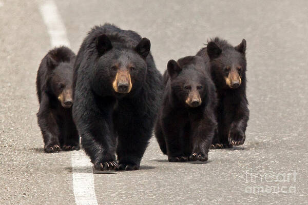 Black Bear Art Print featuring the photograph The Bears Are Coming by Natural Focal Point Photography