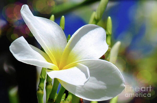 Flower Art Print featuring the photograph The Beautiful Plumeria by Elaine Manley