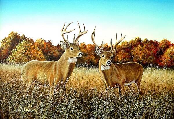 Deer Art Print featuring the painting The Boys by Anthony J Padgett