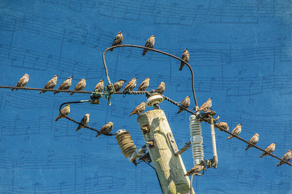 Birds Art Print featuring the photograph The Choir by Cathy Kovarik