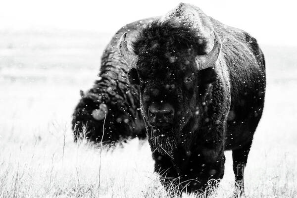 Buffalo Art Print featuring the photograph The Cold Brotherhood by Jim Garrison