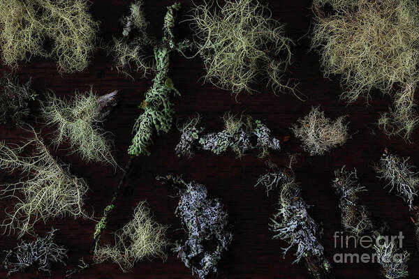 Lichen Art Print featuring the photograph The collection of lichens by Masako Metz