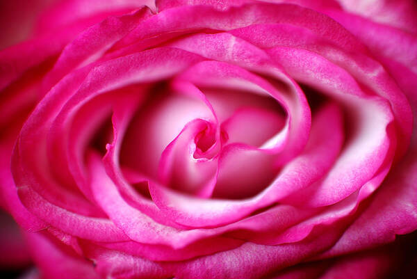 Rose Art Print featuring the photograph The Core by Lorenzo Cassina