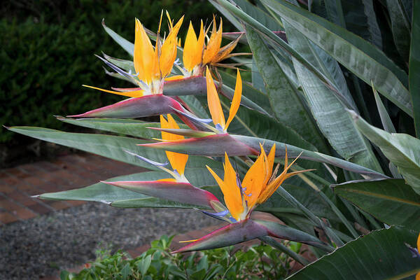 Flower Art Print featuring the photograph The Crane Flower - Bird of Paradise by Gene Parks