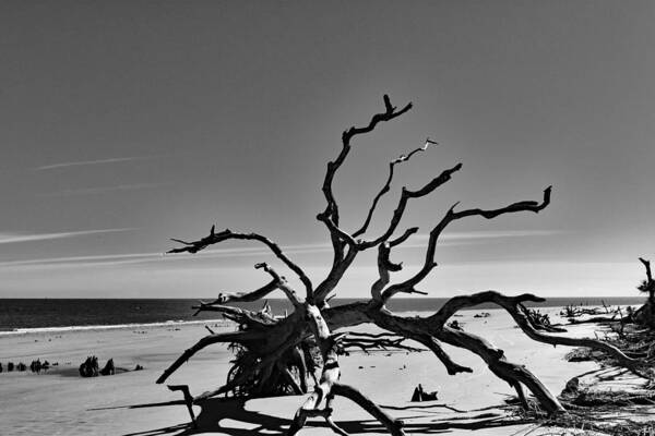 Nature Art Print featuring the photograph The Dead in Black and White by DB Hayes