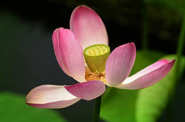 Lotus Art Print featuring the photograph The Divine Lotus by Diana Angstadt