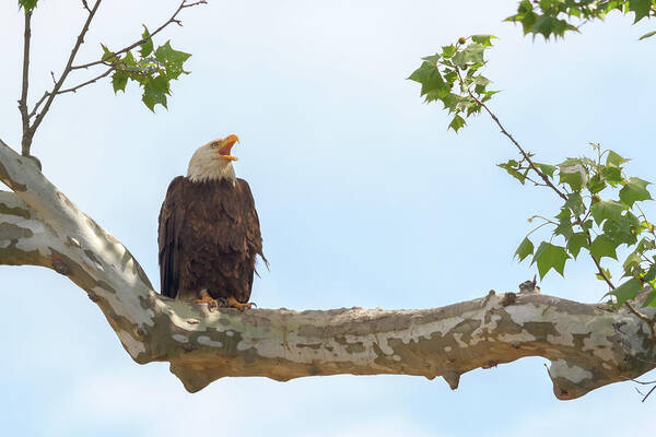 Bald Eagle Art Print featuring the photograph The Eagle Calls 2 by Susan Rissi Tregoning