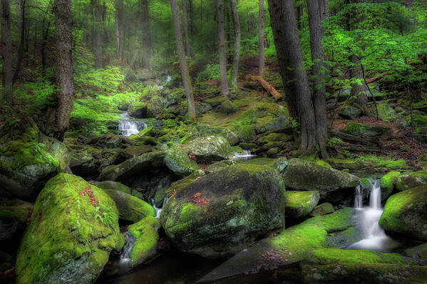 Forest Art Print featuring the photograph The Enchanted Forest by Bill Wakeley