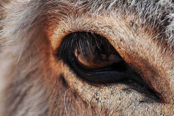 Burro Art Print featuring the photograph The Eye of A Burro by Kyle Hanson