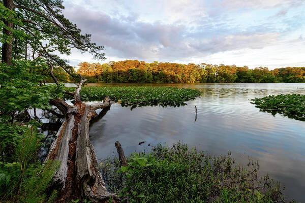 Azalea Garden Road Art Print featuring the photograph The Fallen by Michael Scott