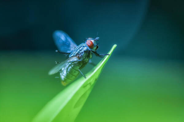 Nature Art Print featuring the photograph The Fly by Jonathan Nguyen
