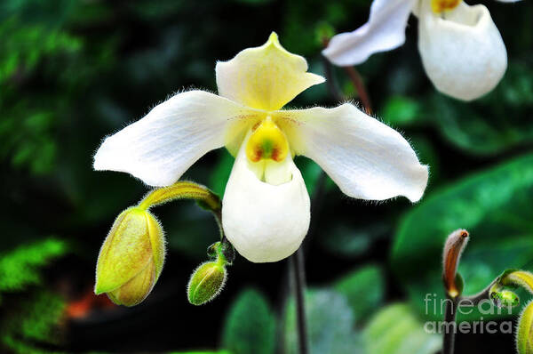 Orchid Art Print featuring the photograph The Flying Orchid by Andee Design