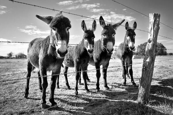Donkey Art Print featuring the photograph The Four Amigos by Sharon Jones