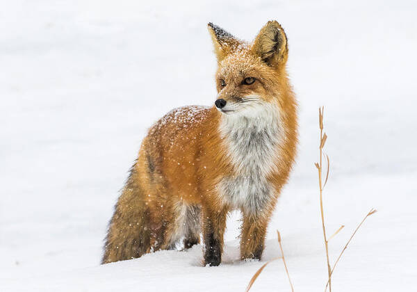 Red Fox Art Print featuring the photograph The Fox and the Blizzard #3 by Mindy Musick King