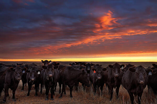 Cattle Art Print featuring the photograph The Girls by Thomas Zimmerman
