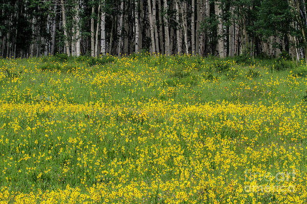 Aspen And Flowers Art Print featuring the photograph The Golden Shore by Jim Garrison