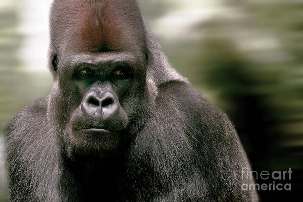 Gorilla Art Print featuring the photograph The Gorilla by Christine Sponchia