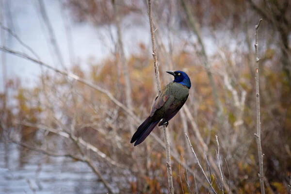 Common Grackle Art Print featuring the photograph The Grackle by Steve L'Italien
