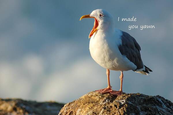 Yawn Art Print featuring the photograph The Gull Said I made you Yawn by Sherry Clark