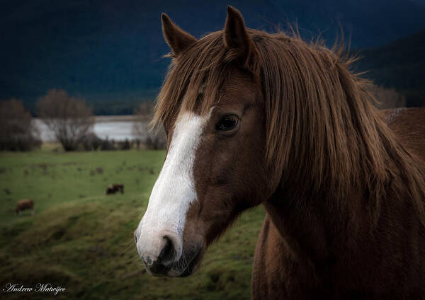 Animal Art Print featuring the photograph The Horse by Andrew Matwijec