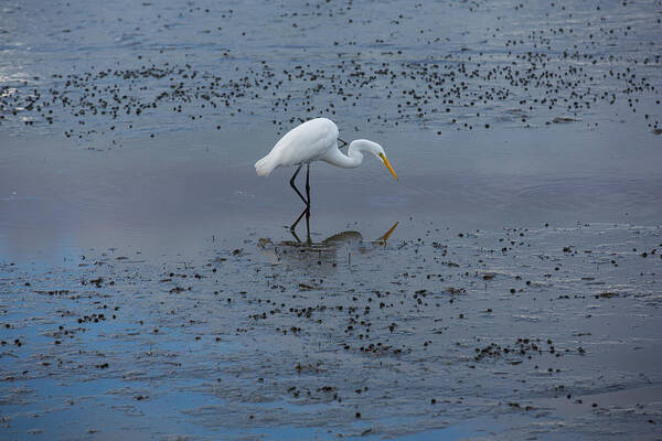 Egret Art Print featuring the photograph The Hunt by Allan Morrison