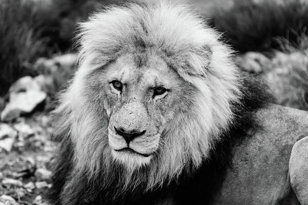 Lion Art Print featuring the photograph The King by Jose Vazquez