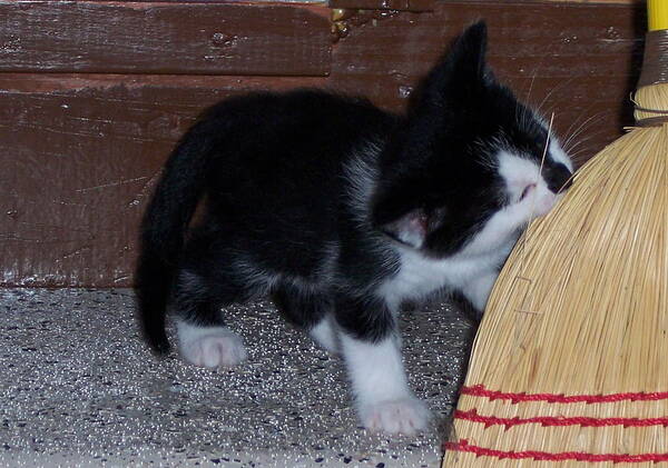 Kitten Art Print featuring the photograph The Kitten and the Broom by Michelle Miron-Rebbe