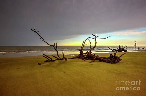 The Land I Rest Upon I Call Home. Hunting Island Art Print featuring the photograph The Land I Rest Upon I Call Home by Felix Lai