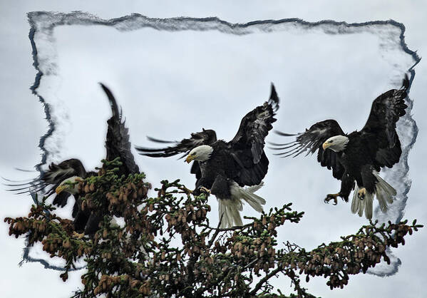 Eagle Art Print featuring the photograph The Landing by Tiana McVay