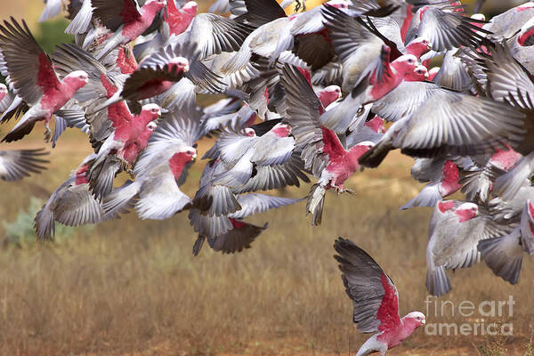 Flock Galahs Taking Off Australian Fauna Birds Wildlife Take Aerial Mass Art Print featuring the photograph The Last One in the Air by Bill Robinson