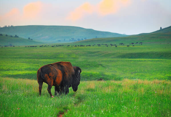 Bull Art Print featuring the photograph The Last Warrior by Kadek Susanto