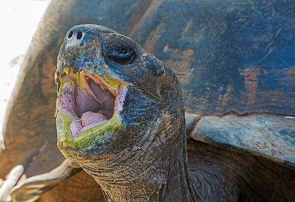 Wildlife Art Print featuring the photograph The Laughing Tortoise by Kenneth Albin