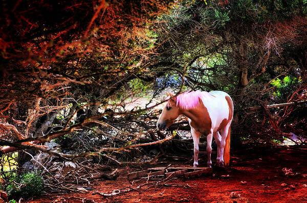 Animal Art Print featuring the photograph The little pink unicorn by pedro cardona by Pedro Cardona Llambias