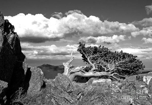 Bristlecone Pine Art Print featuring the photograph The Lookout by Jim Garrison