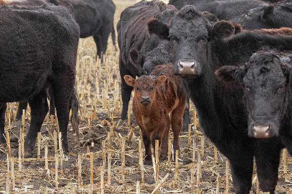 Cows Art Print featuring the photograph The Moms and Me by Susan Rissi Tregoning