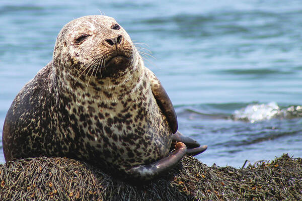 Seal Art Print featuring the photograph The Most Interesting Seal by Holly Ross