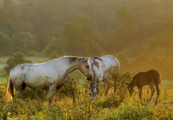Horse Art Print featuring the photograph The Next Generation by Ron McGinnis