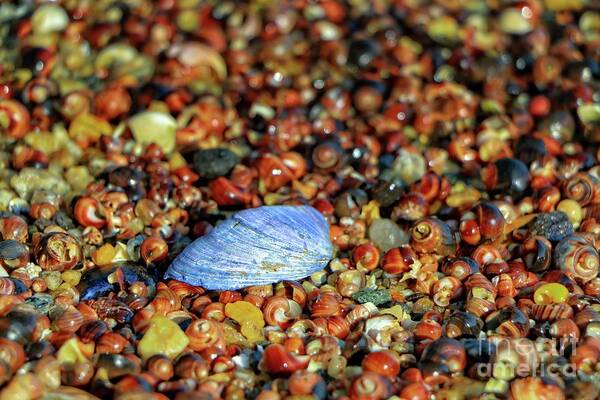 Muscle Shell Art Print featuring the photograph The Ocean's Rainbow by Elizabeth Dow