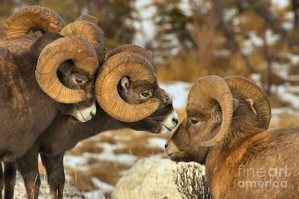 Bighorn Sheep Art Print featuring the photograph The Odd Man Out by Adam Jewell
