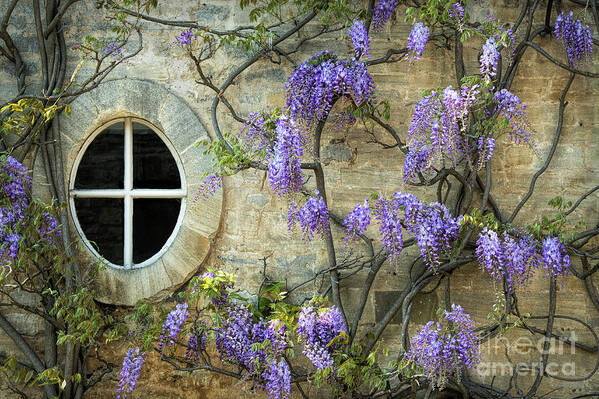 Wisteria Art Print featuring the photograph The Oval Window by Tim Gainey