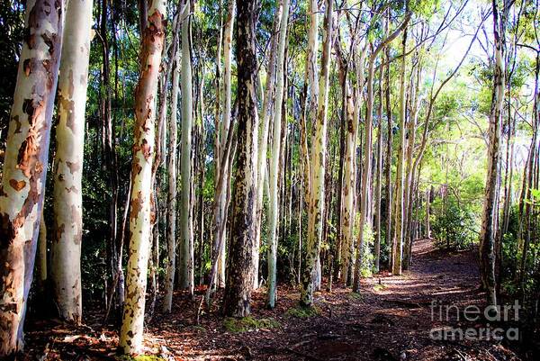 Hiking Art Print featuring the photograph The Pathway by D Davila