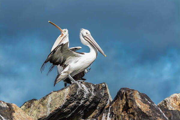 Pelican Art Print featuring the photograph The Pelicans by Racheal Christian