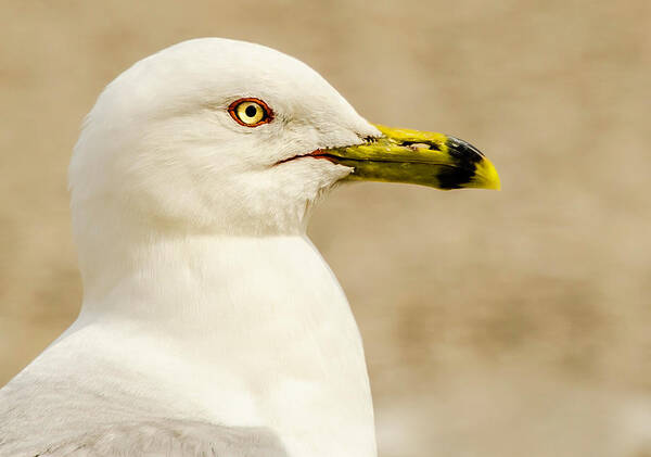 Great Lakes Gull Art Print featuring the photograph The Proud Gull by John Roach