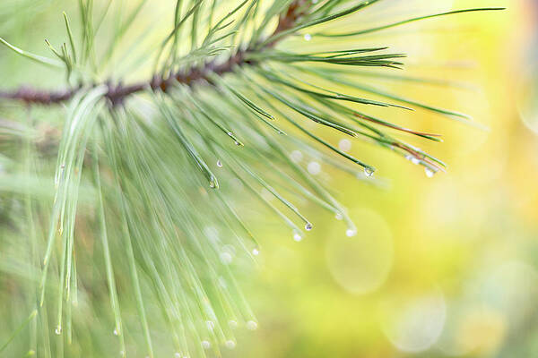 Rain; Park; Pine; Fresh; John Poon; Yellow; Happy; Smile; Raindrop; Pine Needle; High Key; Bokeh; Autumn; October; November Art Print featuring the photograph The Rain the Park and Other Things by John Poon