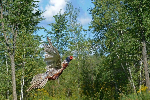 Ring-necked Pheasant Art Print featuring the photograph The Ring-necked Pheasant in take-off flight by Asbed Iskedjian