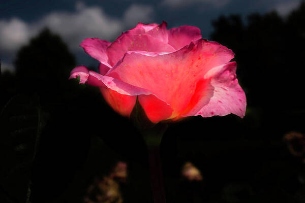 Rose Art Print featuring the photograph The rose 2 by Wolfgang Stocker