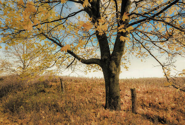 Sadness Art Print featuring the photograph The Sad Maple Tree by Karl Anderson