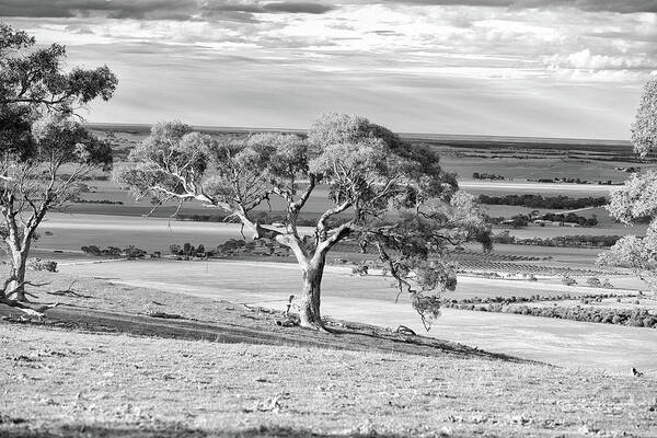 Burra Art Print featuring the photograph The Shade Tree by Mark Egerton