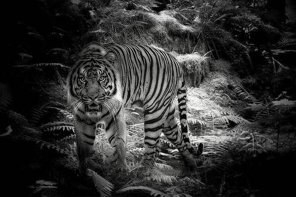 The Sumatran Tiger Art Print featuring the photograph Sumatran Tiger by Jean Francois Gil