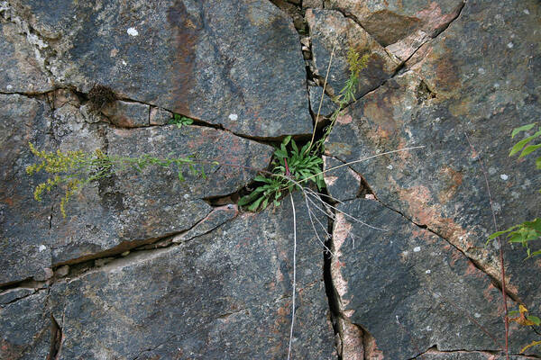 Granite Art Print featuring the photograph The Tenant by Richard De Wolfe